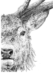 Art by Agostina Large Print 11x14