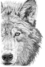 Art by Agostina Large Print 11x14
